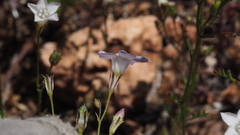 Saltugilia australis