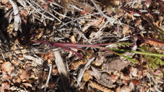 Saltugilia australis