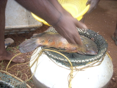 Channa pseudomarulius