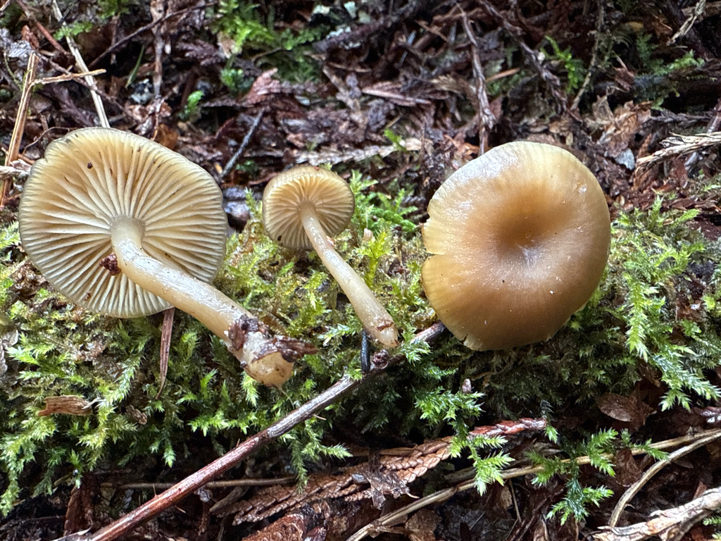 Clitocybe foetens
