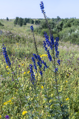 Delphinium retropilosum