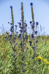 Delphinium retropilosum