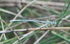 Platycnemis dealbata