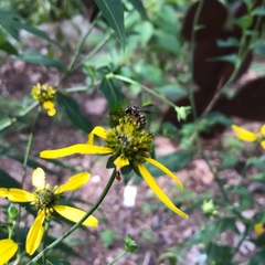 Stelis louisae