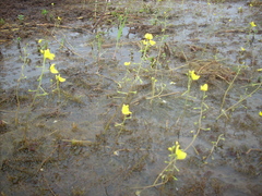 Utricularia aurea