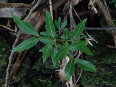 Doratoxylon apetalum