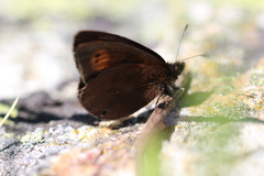 Erebia epiphron