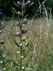 Liatris aspera