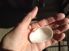 Platyodon cancellatus