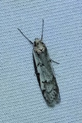 Philobota stella