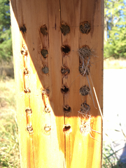 Anthidium