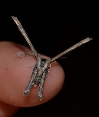 Phazaca interrupta