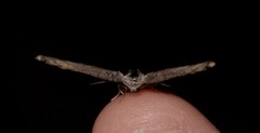 Phazaca interrupta
