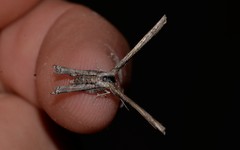 Phazaca interrupta