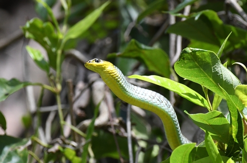 Common Tree Snake sighting