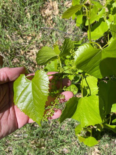 Foto de Uva-do-mato