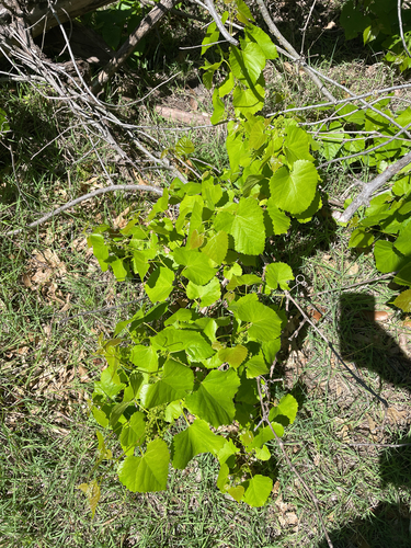 Foto de Uva-do-mato