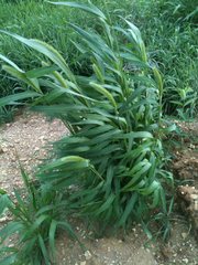 Setaria italica