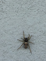 Arctosa perita