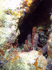 Phyllacanthus imperialis