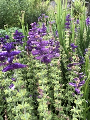 Salvia viridis