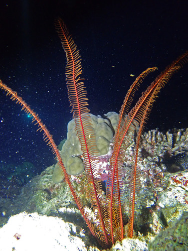 Alloeocomatella pectinifera