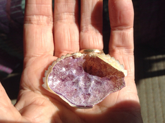 Romaleon antennarium