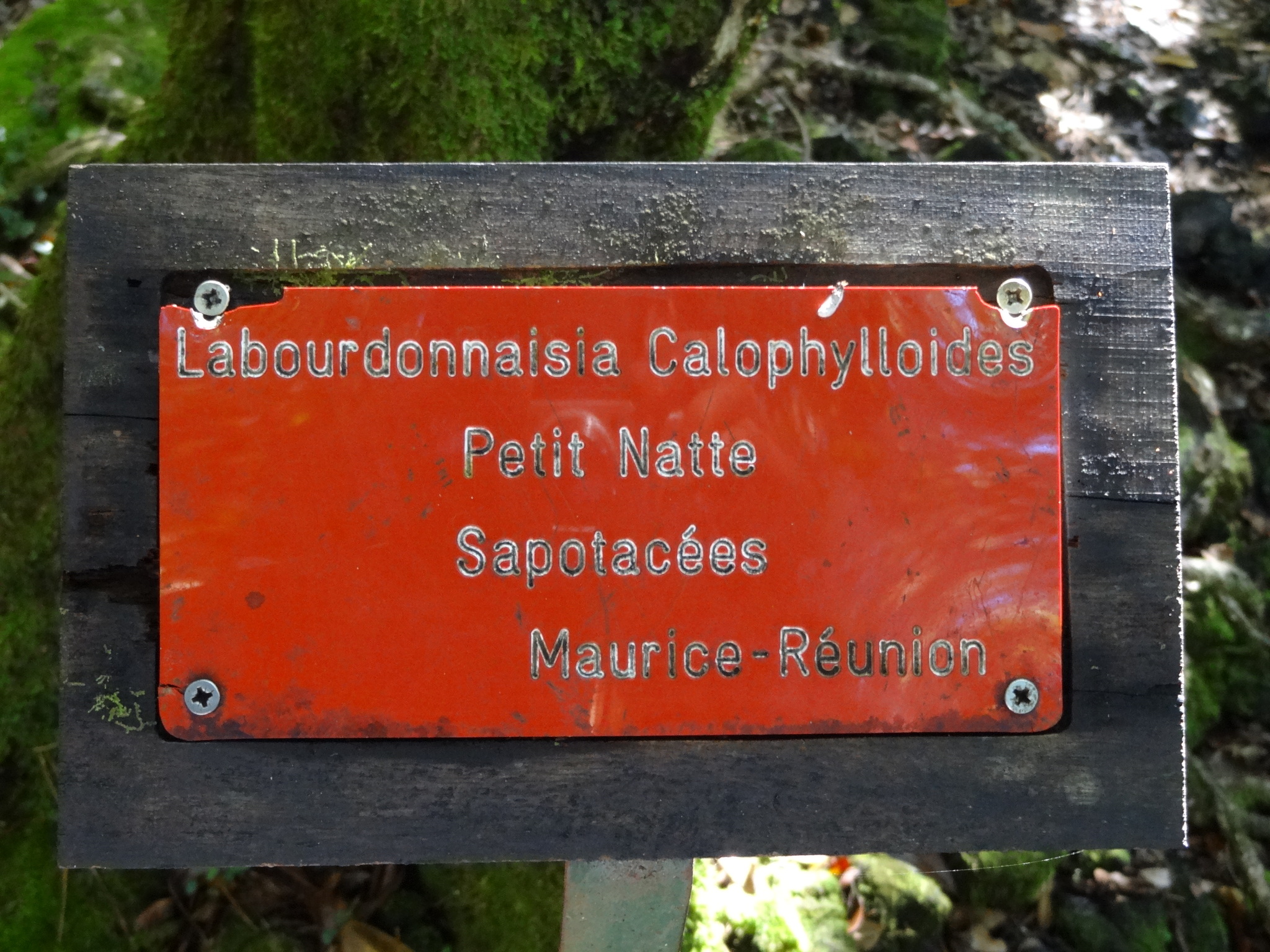 Imagem de Pau-rosa