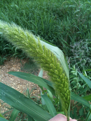 Setaria italica