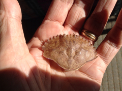 Romaleon antennarium