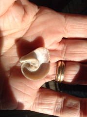 Glossaulax reclusiana