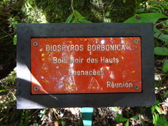 Image of Diospyros borbonica