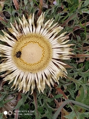 Carlina acanthifolia