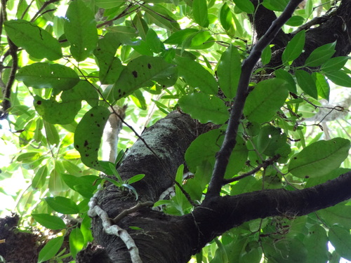 Diospyros borbonica