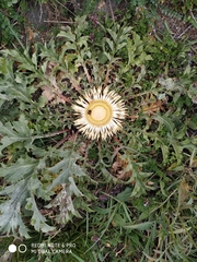 Carlina acanthifolia