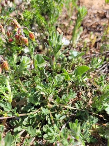 Image of Ononis reclinata by (c) Roland Godon, some rights reserved (CC BY)