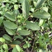 Grewia retusifolia - Photo (c) elawrey, alguns direitos reservados (CC BY), uploaded by elawrey