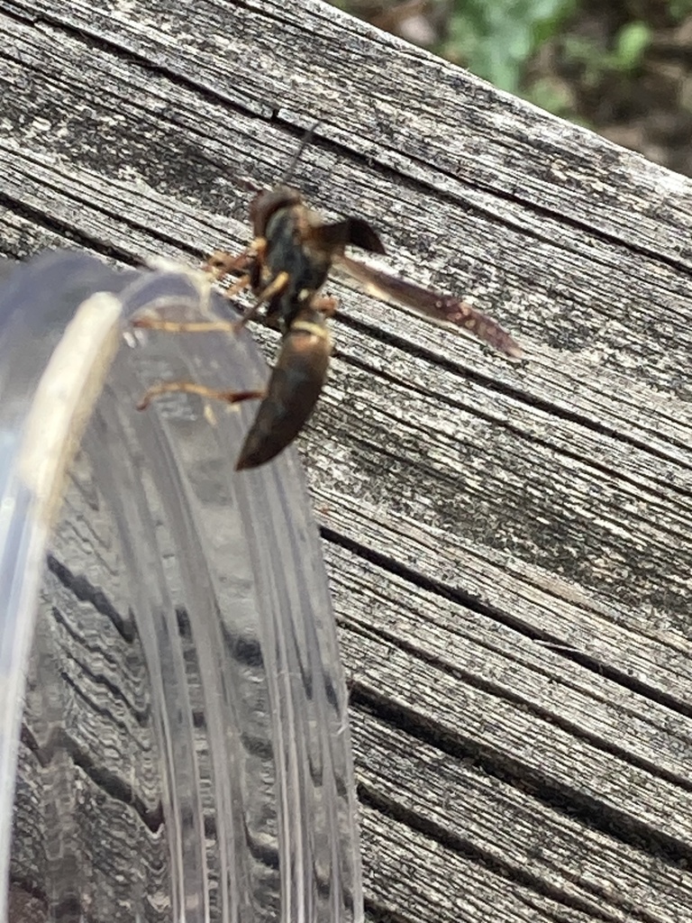 Hairy-horned Paper Wasp in April 2025 by Cecelia Arnold · iNaturalist