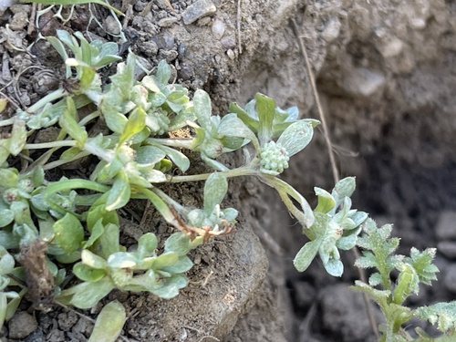 iNaturalist observation photo of slender woolly-marbles