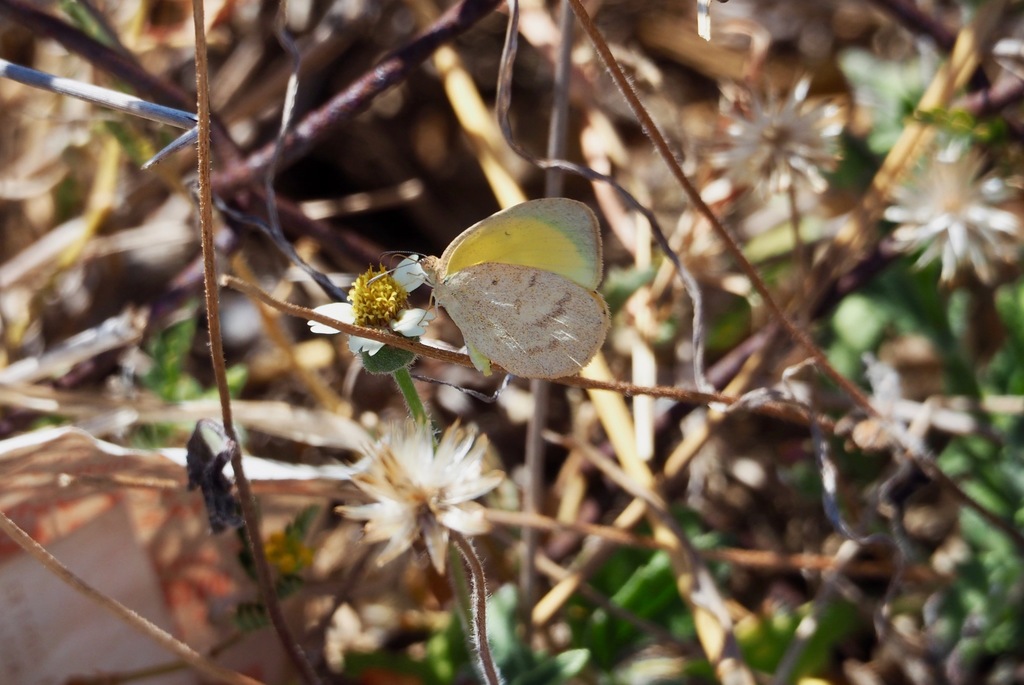 Macleay's Grass Yellow