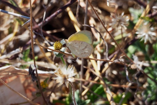 Macleay's Grass Yellow