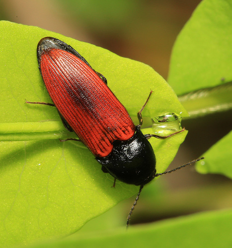 black-centered click beetle, photo 2 of 10