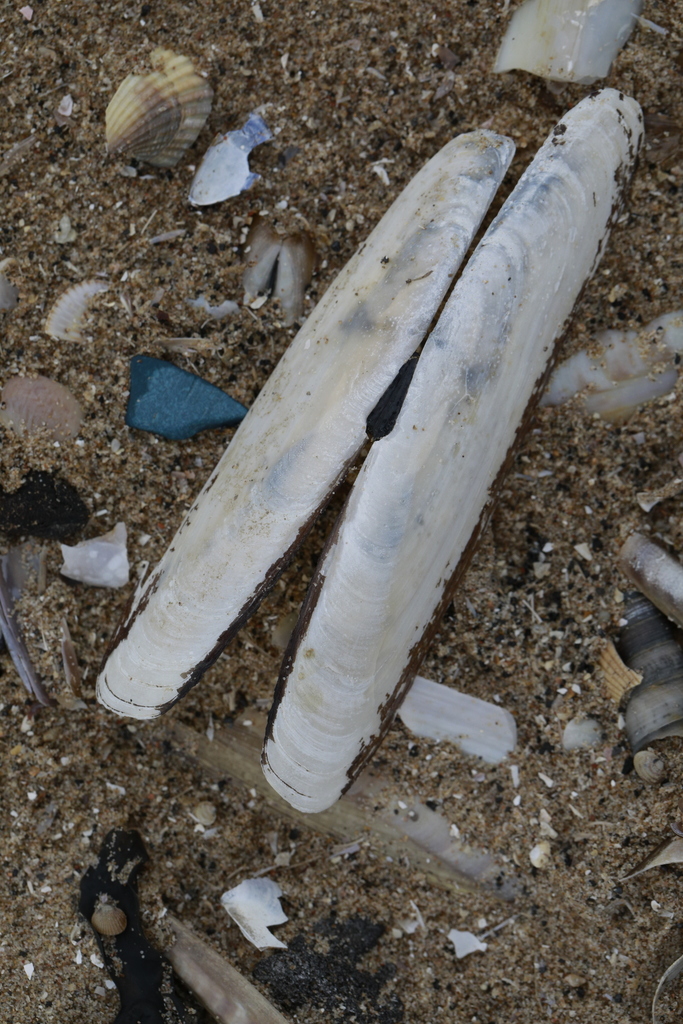 bean razor clam