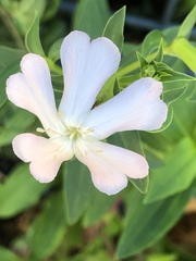 Saponaria officinalis