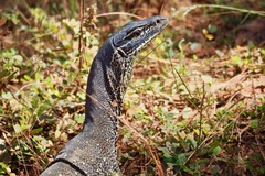 Varanus panoptes