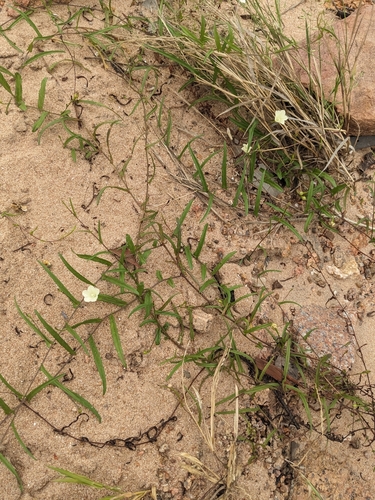Image of Xenostegia tridentata by (c) Matthew Borella, some rights reserved (CC BY)