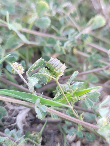 Image of Medicago littoralis by (c) Roland Godon, some rights reserved (CC BY)
