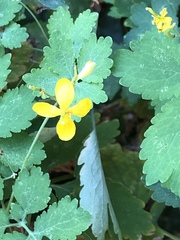 Chelidonium majus