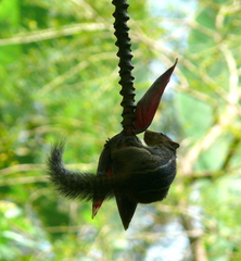 Funambulus tristriatus