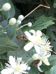 Episyrphus balteatus